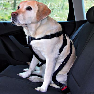 Laisse courte ceinture de sécurité pour chien